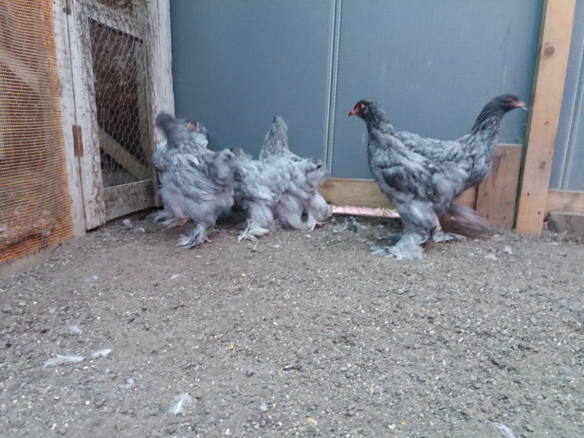 13.08.2017 033 - 03 brahma albastru