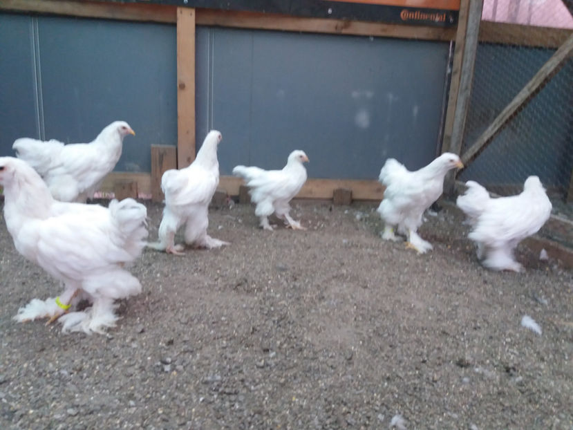 13.08.2017 055 - 04 brahma alb