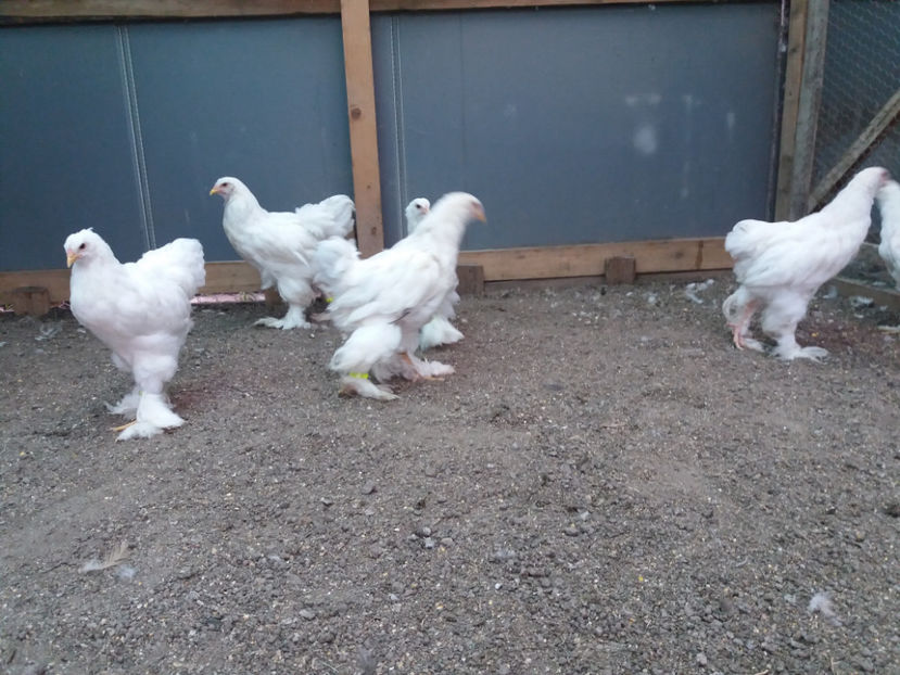 13.08.2017 064 - 04 brahma alb