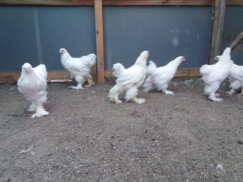 13.08.2017 065 - 04 brahma alb