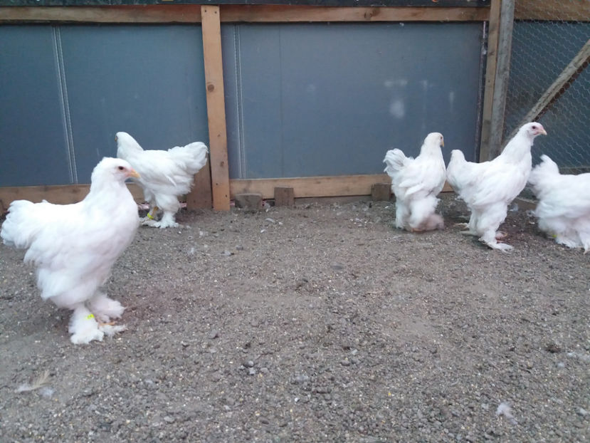 13.08.2017 067 - 04 brahma alb