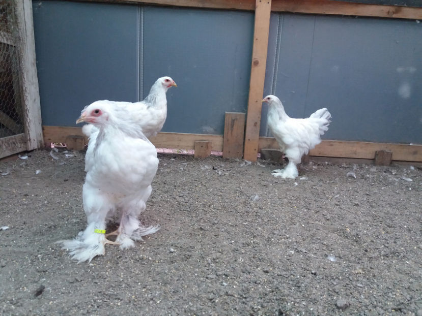 13.08.2017 011 - 05  brahma herminat albastru 2017