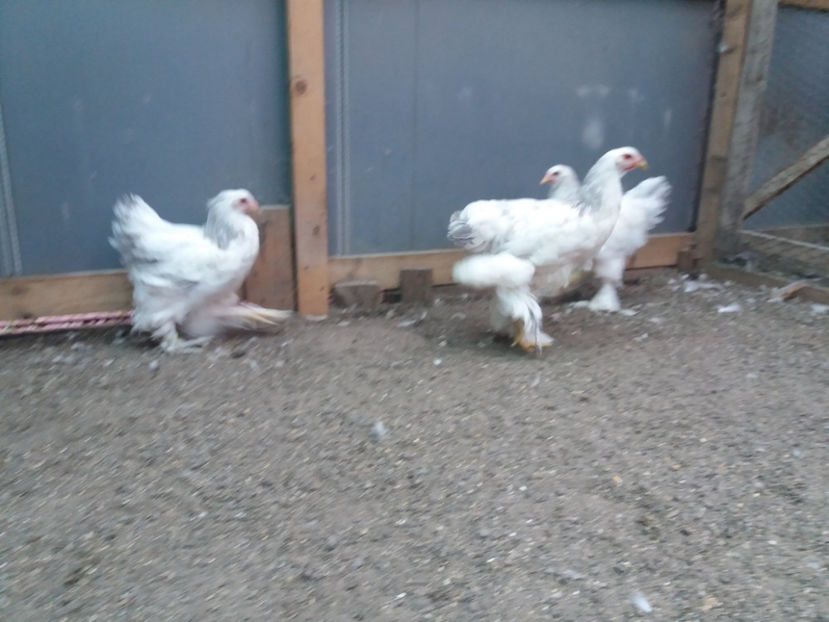 13.08.2017 013 - 05  brahma herminat albastru 2017