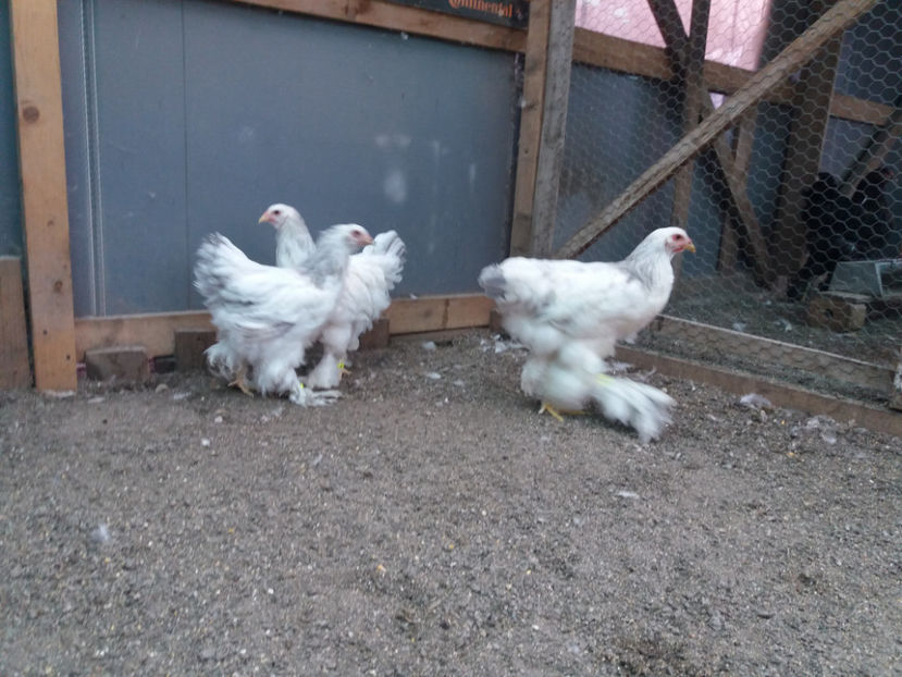 13.08.2017 014 - 05  brahma herminat albastru 2017