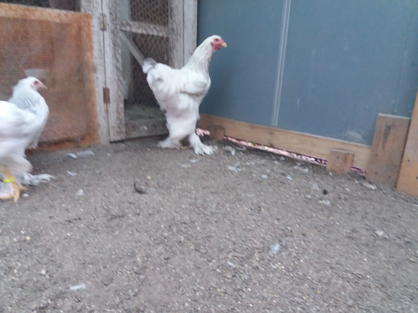 13.08.2017 017 - 05  brahma herminat albastru 2017