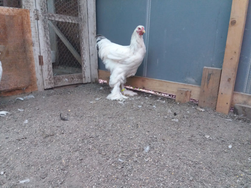 13.08.2017 018 - 05  brahma herminat albastru 2017