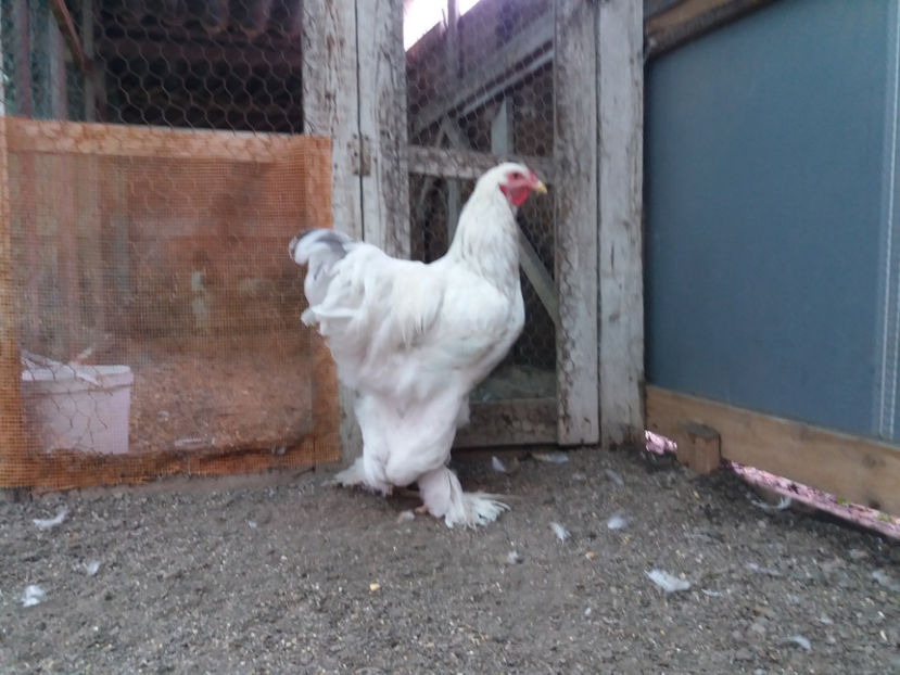 13.08.2017 026 - 05  brahma herminat albastru 2017