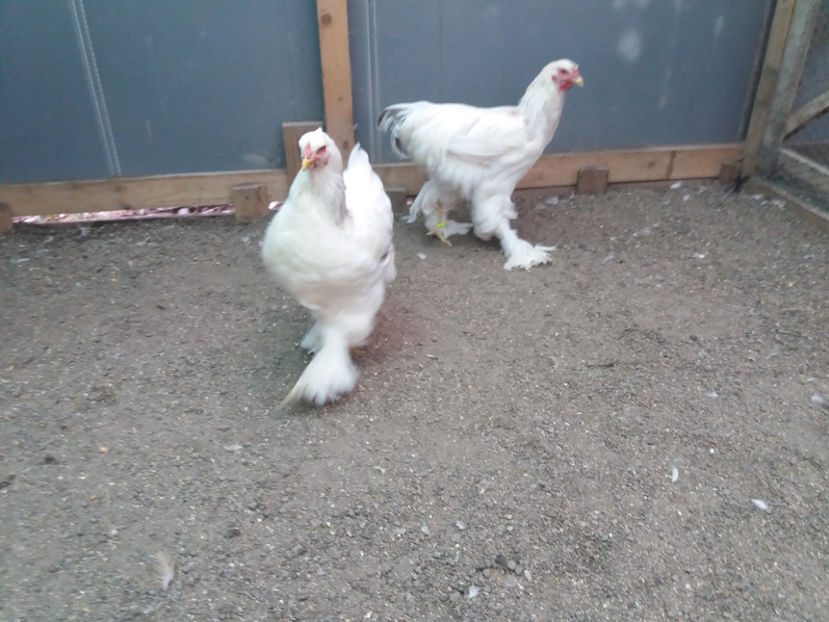 13.08.2017 230 - 05  brahma herminat albastru 2017