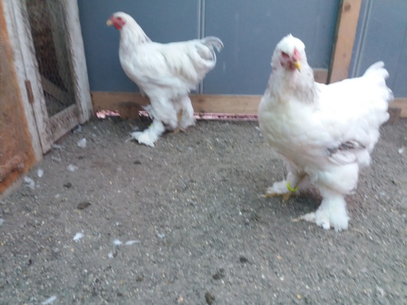 13.08.2017 233 - 05  brahma herminat albastru 2017