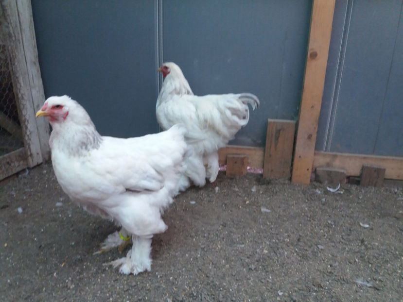 13.08.2017 239 - 05  brahma herminat albastru 2017