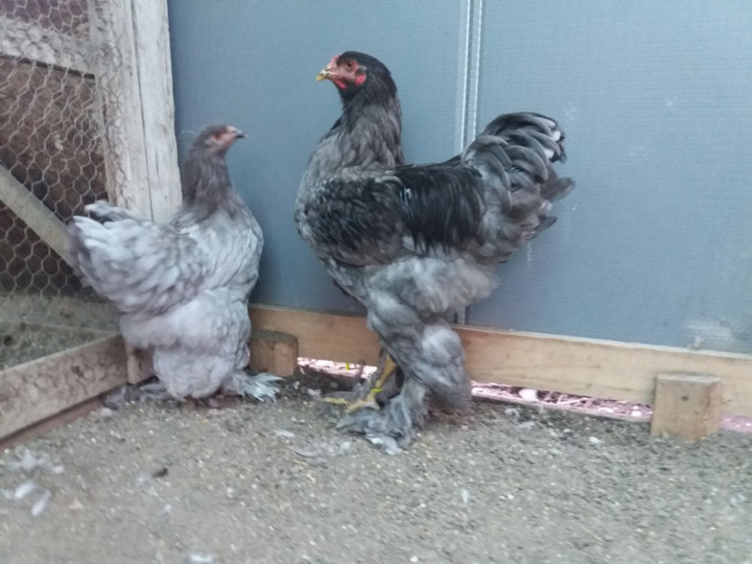 13.08.2017 189 - 03 brahma albastru