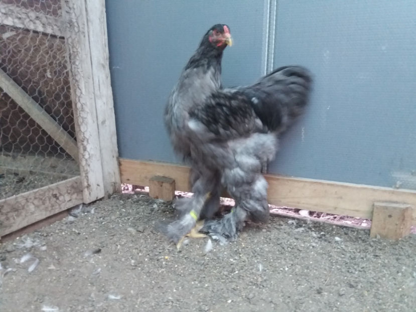 13.08.2017 191 - 03 brahma albastru