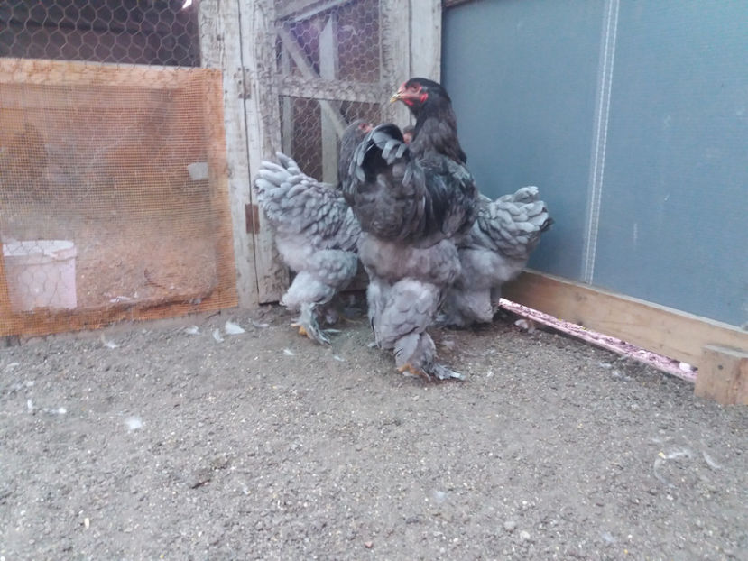 13.08.2017 195 - 03 brahma albastru