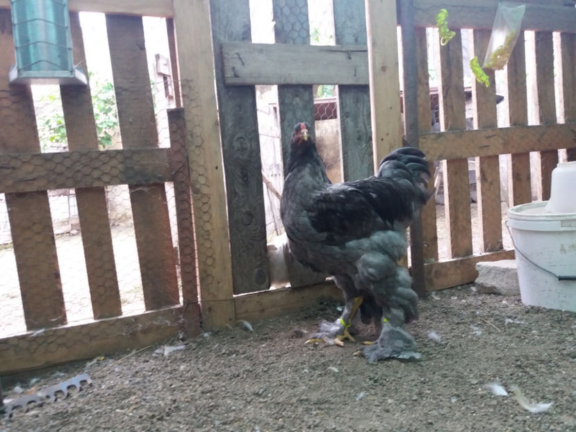 13.08.2017 199 - 03 brahma albastru