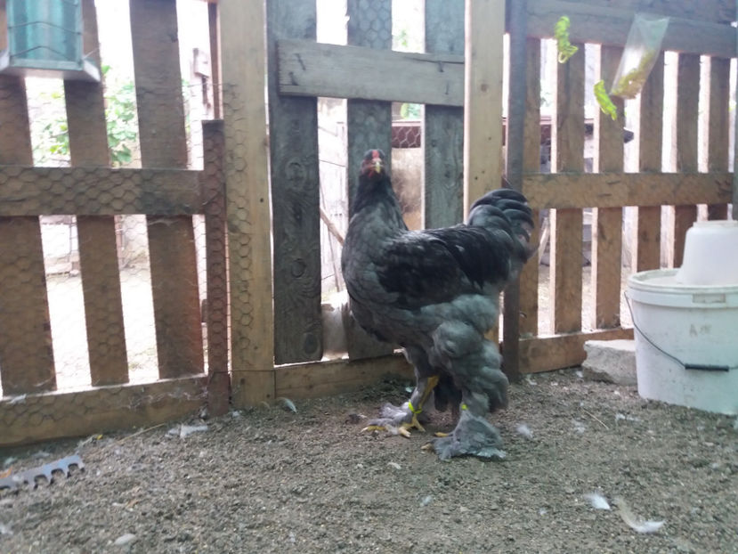 13.08.2017 200 - 03 brahma albastru