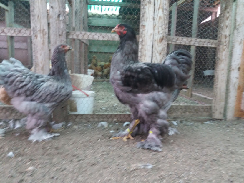 13.08.2017 202 - 03 brahma albastru