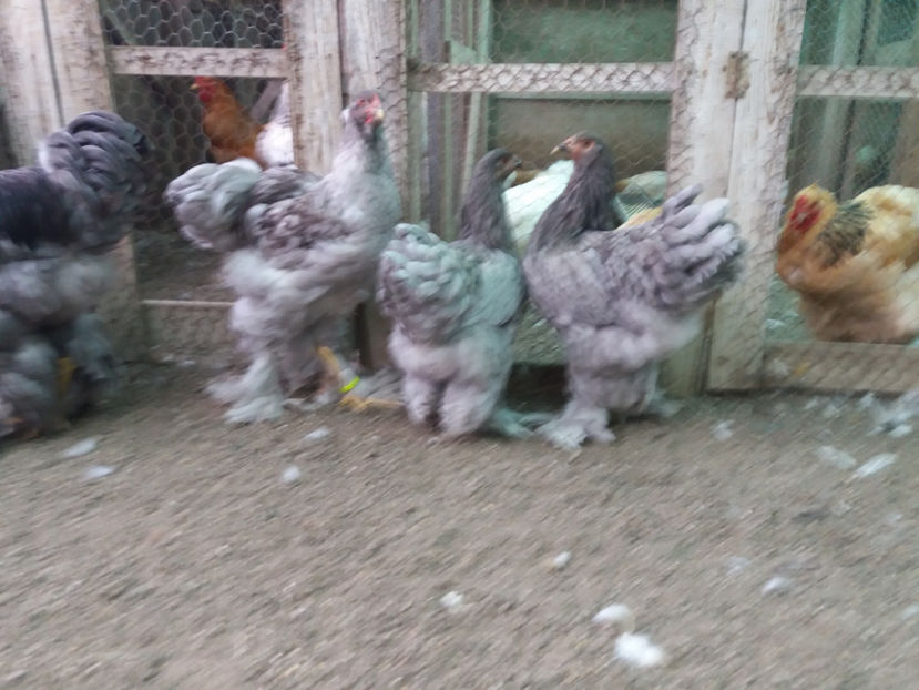 13.08.2017 207 - 03 brahma albastru