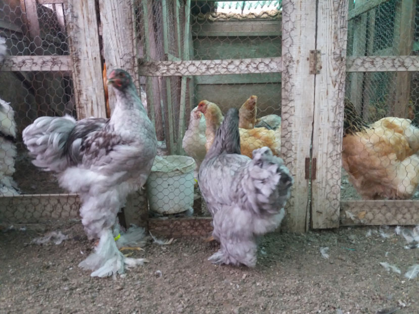 13.08.2017 210 - 03 brahma albastru