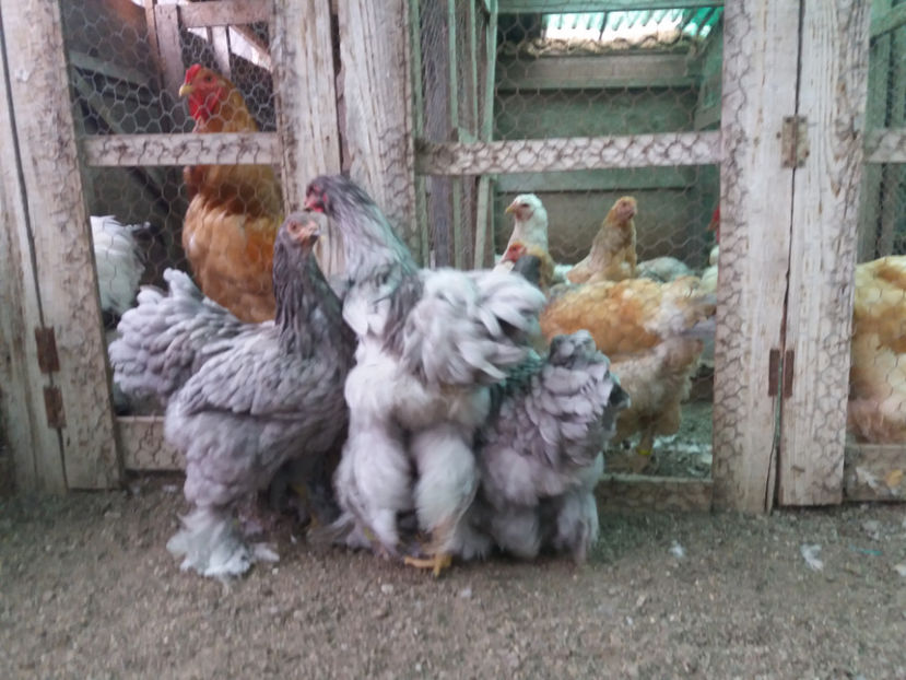 13.08.2017 212 - 03 brahma albastru