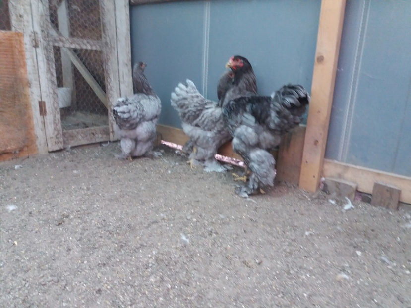 13.08.2017 213 - 03 brahma albastru