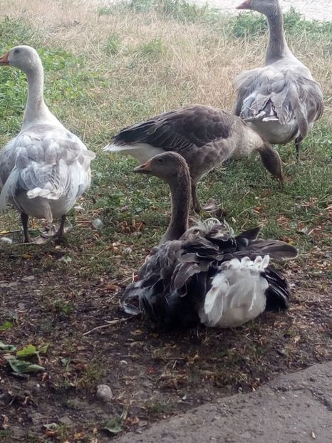  - Gaste cu boboci 2017