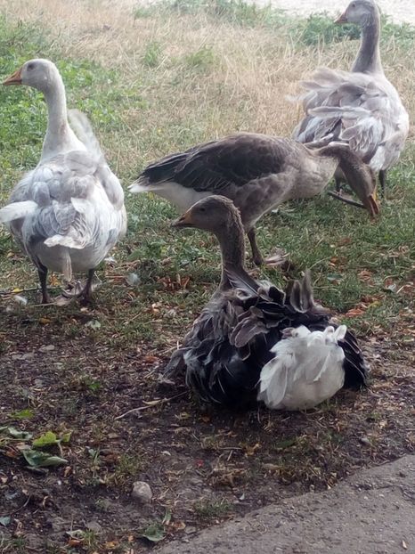  - Gaste cu boboci 2017