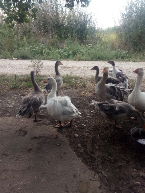  - Gaste cu boboci 2017