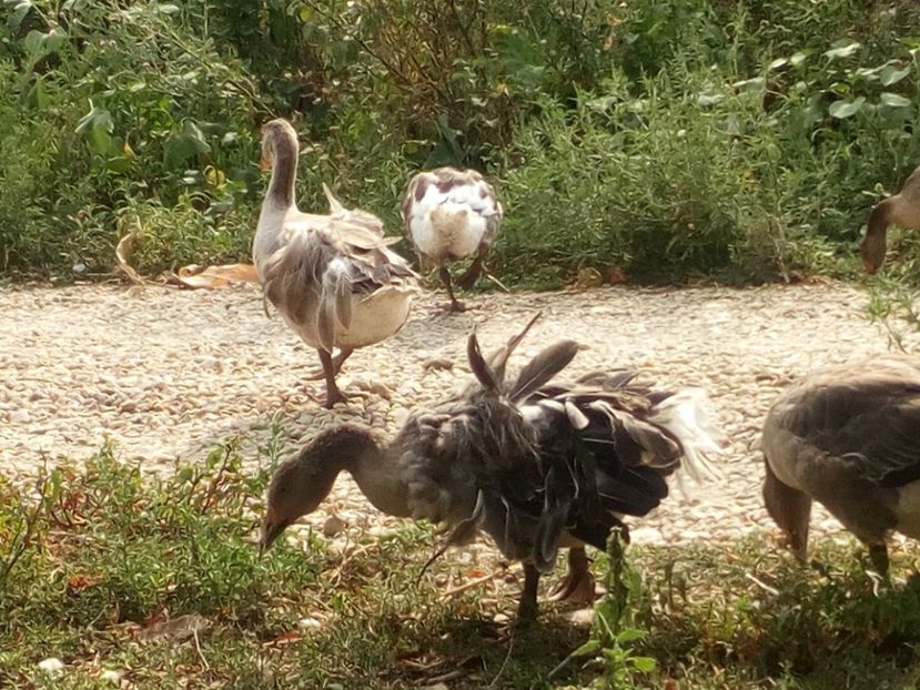  - Gaste cu boboci 2017