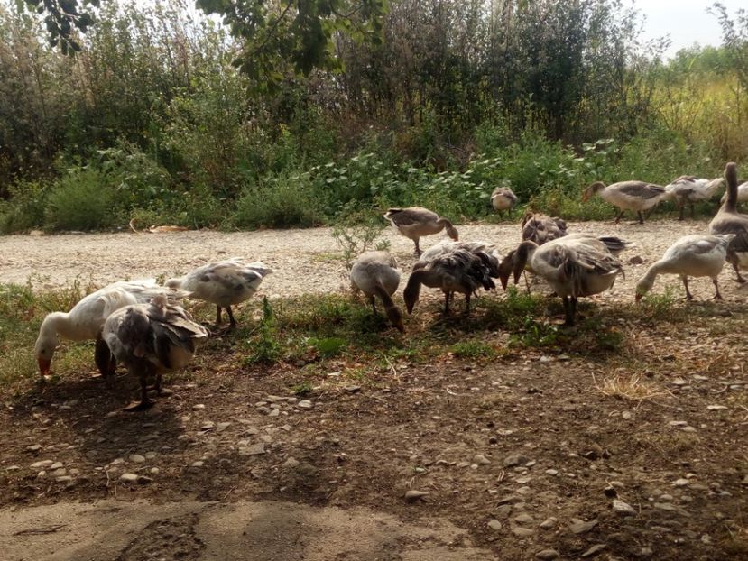  - Gaste cu boboci 2017