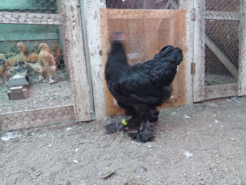 13.08.2017 165 - 09 brahma negru