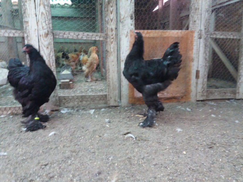 13.08.2017 170 - 09 brahma negru