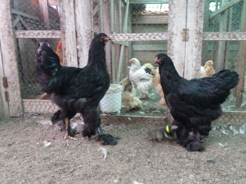 13.08.2017 174 - 09 brahma negru