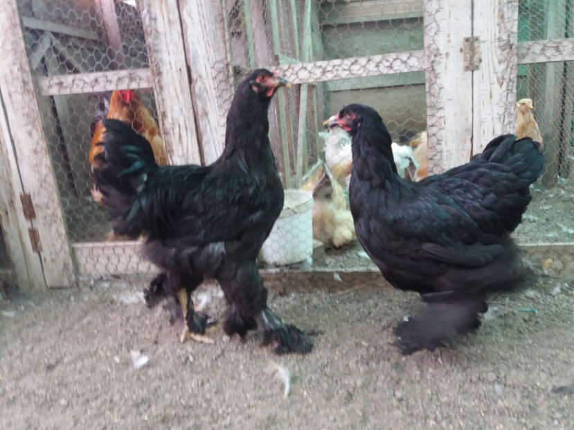 13.08.2017 176 - 09 brahma negru