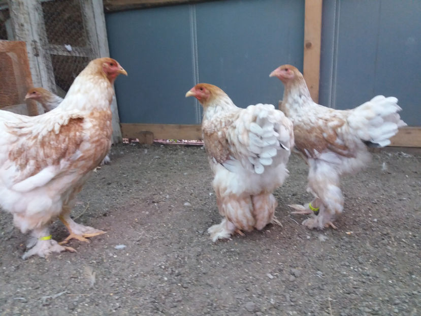 13.08.2017 309 - 10 brahma rogesattel