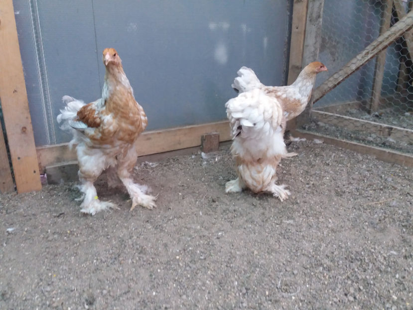 13.08.2017 317 - 10 brahma rogesattel