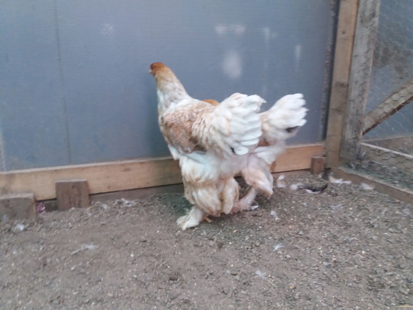 13.08.2017 320 - 10 brahma rogesattel