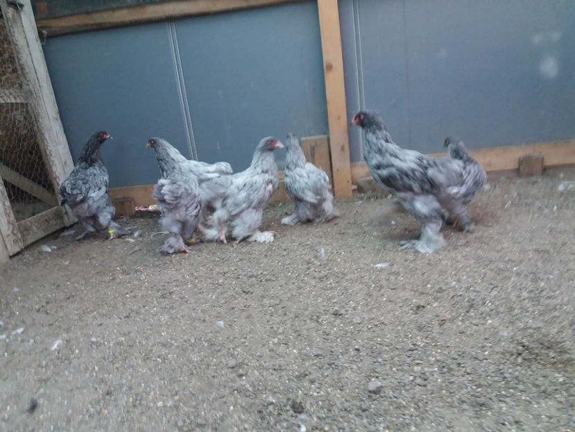 13.08.2017 028 - pui brahma seria 5 2017