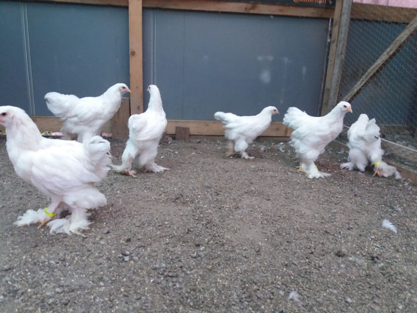 13.08.2017 056 - pui brahma seria 3 2017