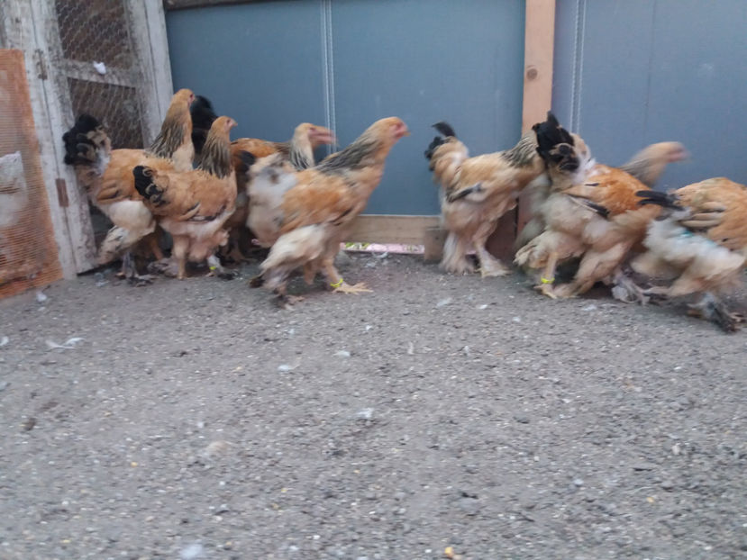 13.08.2017 270 - pui brahma seria 3 2017