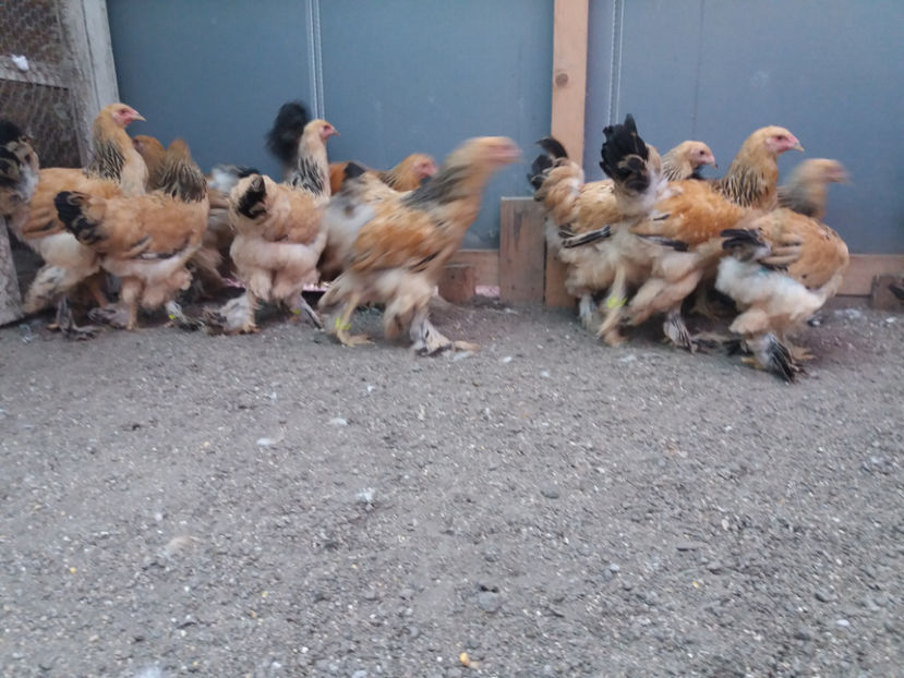 13.08.2017 271 - pui brahma seria 3 2017