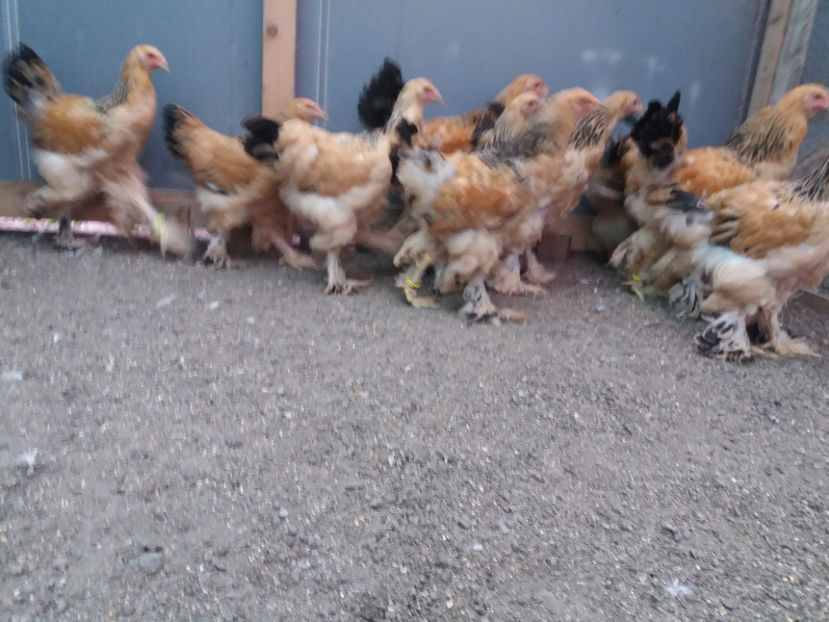 13.08.2017 273 - pui brahma seria 3 2017