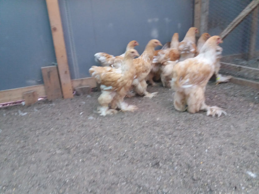 13.08.2017 243 - pui brahma seria 3 2017