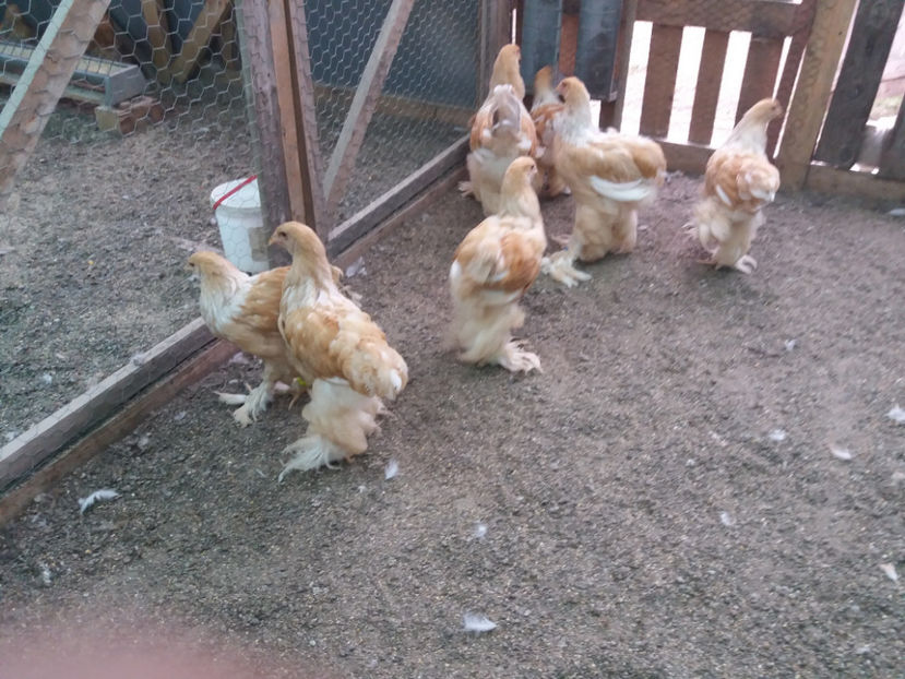 13.08.2017 249 - pui brahma seria 3 2017