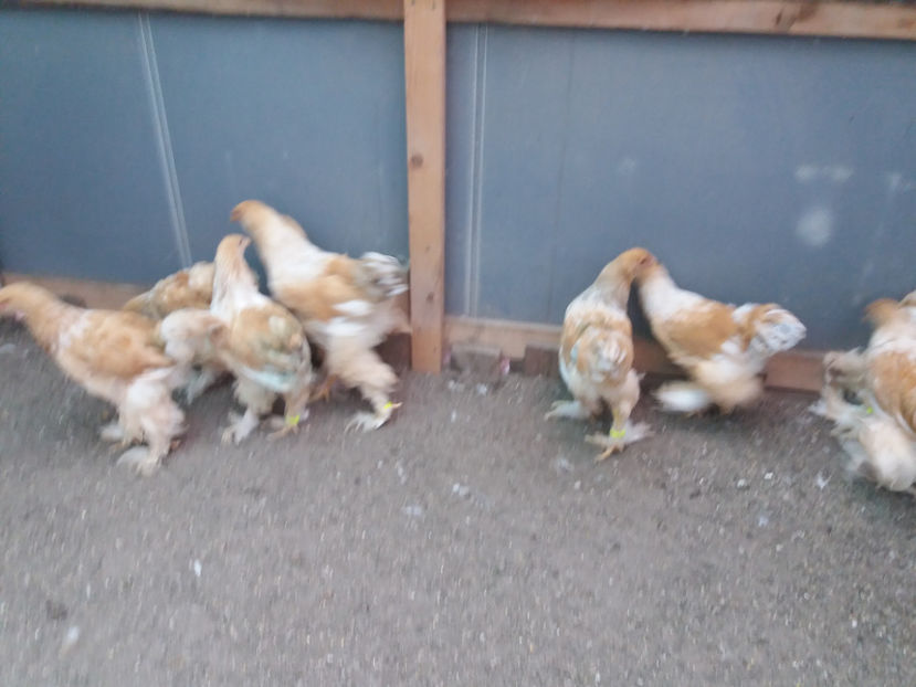 13.08.2017 259 - pui brahma seria 3 2017