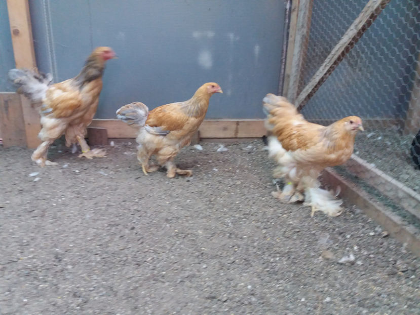 13.08.2017 150 - pui brahma seria 3 2017