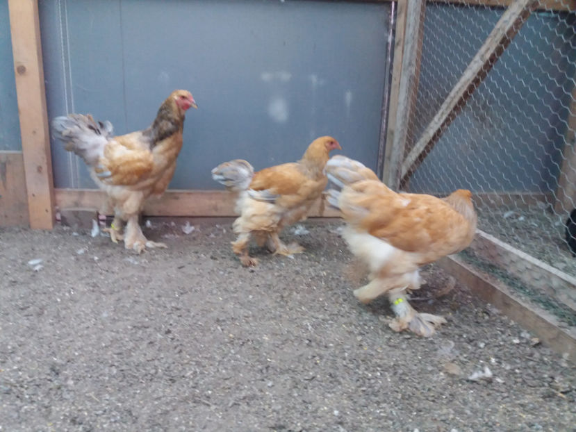 13.08.2017 151 - pui brahma seria 3 2017