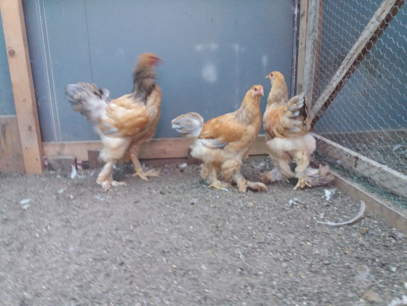 13.08.2017 152 - pui brahma seria 3 2017