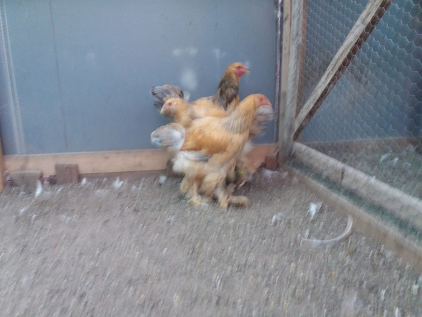 13.08.2017 154 - pui brahma seria 3 2017