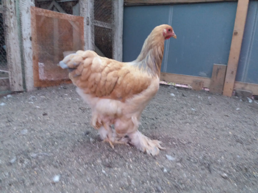 13.08.2017 162 - pui brahma seria 3 2017