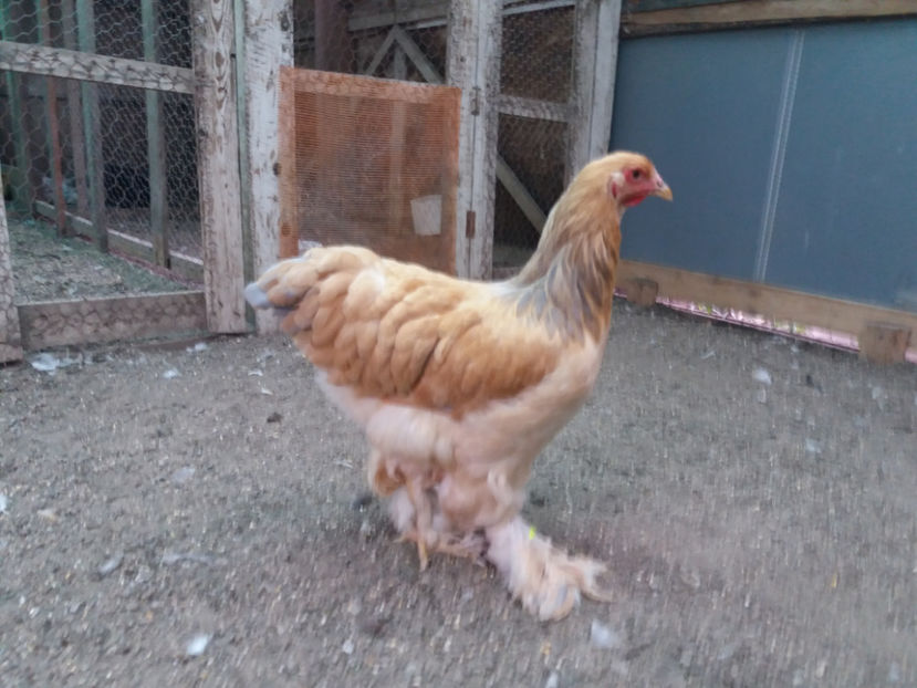 13.08.2017 164 - pui brahma seria 3 2017